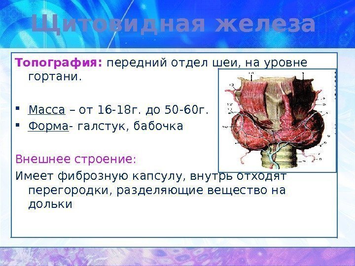 Щитовидная железа Топография:  передний отдел шеи, на уровне гортани.  Масса – от